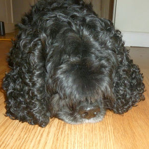 Meet your Posher, Junko